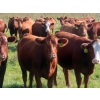 Image 9 : Moose Creek Red Angus Ltd. - 995# October Delivery Grass Heifers - 440 Head (Kisbey, SK)