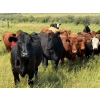 Image 2 : Riverbend Ranch - 1000# October Delivery Grass Steers - 120 Head (Coronation, AB)