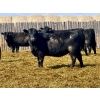 Image 3 : East Hilltop Holdings - 24 Black Maine X Angus Replacement Heifers (Carstairs, AB)