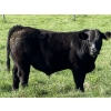 Image 2 : Leedale Farming - 700# September Delivery Steer Calves - 80 Head (Eckville, AB)