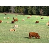 Image 16 : Squaw Valley Ranch - 750# October Delivery Steer Calves - 80 Head (Lumby, BC)