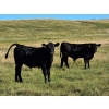 Image 13 : CC Farming Company - 680# October Delivery Steer Calves - 170 Head (Cayley, AB)
