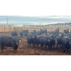 Image 4 : M.S. MacLean Livestock - 950# June Delivery Steers - 111 Head (Coaldale, AB)