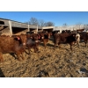 Image 1 : Sunrise Cattle Co. - 770# March Delivery Heifers - 73 Head (Steinbach, MB)