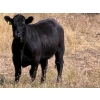 Image 6 : Rafter C Ranch Ltd. - 850# October Delivery Grass Heifers - 68 Head (Lafleche, SK)