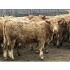 Image 3 : Hawk Ranching - 970# March Delivery Steers - 65 Head (Parkland, AB)