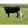 Image 7 : Oxbow Farms - 560# November Delivery Steer Calves - 190 Head (Melita, MB)