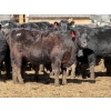 Image 7 : 9X Enterprises - 20 Black Simm/Angus X Replacement Heifers (Millicent, AB)