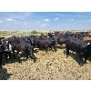 Image 5 : McDougald Ranch Ltd. - 950# September Grass Steers - 160 Head (Maple Creek, SK)