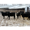 Image 3 : The Y Cattle Co. Ltd. - 650# March Delivery Heifers - 61 Head (Crossfield, AB)