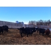 Image 4 : Four Harts Cattle Co. - 975# March Delivery Steers - 65 Head (Vermilion, AB)