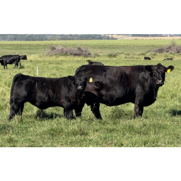Leedale Farming - 830# September Delivery Steer Calves - 225 Head (Eckville, AB)