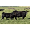 Image 3 : Leedale Farming - 700# September Delivery Steer Calves - 80 Head (Eckville, AB)