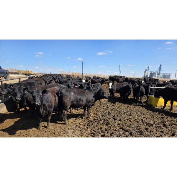 Cattlewood Farms Ltd. - 830# April Delivery Heifers - 70 Head (Vauxhall, AB)