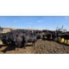 Image 1 : Cattlewood Farms Ltd. - 830# April Delivery Heifers - 70 Head (Vauxhall, AB)