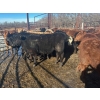 Image 3 : Turtleview Livestock - 750# February Delivery Steers - 81 Head (Goodlands, MB) VBP+