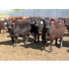 Image 2 : Little Rainbow Ranch - 820# June Delivery Steers - 144 Head (Moosomin, SK)