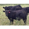 Image 2 : J & S Winchester Cattle Co. - 770# November Delivery Steer Calves - 82 Head (Leslieville, AB)