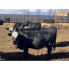 Image 2 : Jarokosky Farms - 800# March/April Delivery Heifers - 25 Head (Lethbridge, AB)
