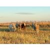 Image 2 : Ross L Seven Ranch Ltd. - 903# October Delivery Grass Heifers - 199 Head (Estevan, SK) VBP+