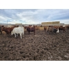 Image 4 : Ripple Rock Ranch - 845# January Delivery Weaned Heifers - 155 Head (Fincastle, AB)