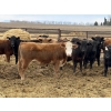 Image 6 : Gary Dickson - 969# May Delivery Steers - 65 Head (Leslieville, AB)