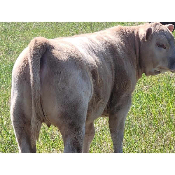 Joe & Elaine Ward - 680# October Delivery Heifer Calves - 16 Head (Kamloops, BC)