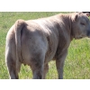 Image 1 : Joe & Elaine Ward - 680# October Delivery Heifer Calves - 16 Head (Kamloops, BC)