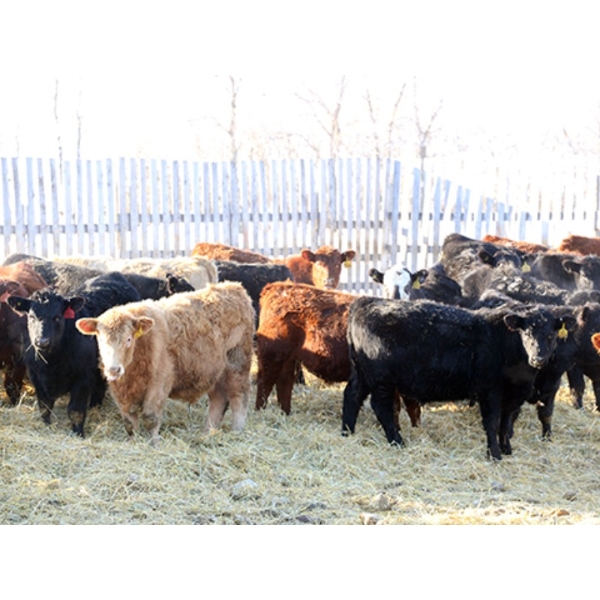 Martee Farm & Ranch - 780# January Delivery Steers - 150 Head (Midale, SK) VBP+
