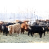 Image 1 : Martee Farm & Ranch - 780# January Delivery Steers - 150 Head (Midale, SK) VBP+
