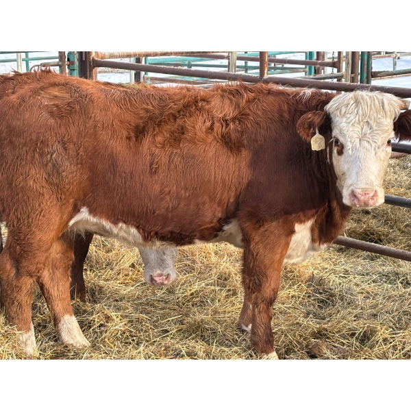 Regehr Land & Cattle - 2 Heifers (Pen 138)