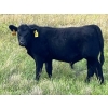 24  George Ranching  620 October Delivery Steer Calves  100 Head (Marwayne, AB)