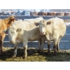 Image 4 : Frank Martens - 18 Cream/White Char X Bred Heifers (Theodore, SK)
