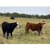 Image 5 : Eric & Val Weisbeck - 625# November Delivery Steer Calves - 75 Head (Guernsey, SK) VBP+
