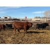 Image 8 : Carl Chomistek - 775# March Delivery Steers - 62 Head (Rolling Hills, AB)