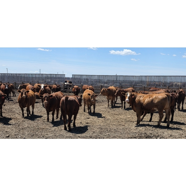Cattlewood Farms Ltd. - 940# June/July Delivery Heifers - 100 Head (Fincastle, AB)
