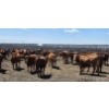 Image 1 : Cattlewood Farms Ltd. - 940# June/July Delivery Heifers - 100 Head (Fincastle, AB)