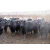 Cluny Colony - 770# October Delivery Weaned Steers - 60 Head (Cluny, AB)