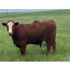 Image 8 : Holmes Cattle Co. - 1050# June/July Delivery Grass Steers - 60 Head (Cayley, AB)