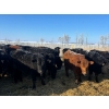 Image 1 : Tee Two Land & Cattle Co. - 675# March Delivery Steers - 82 Head (Kelliher, SK) VBP+