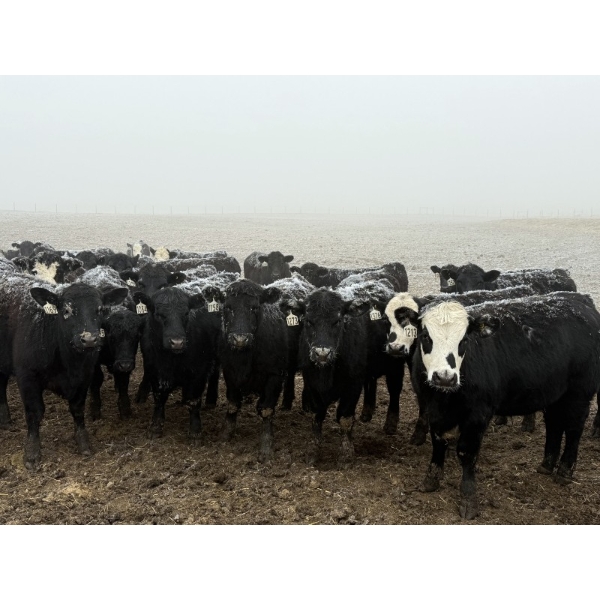 Shark Farms - 750# March Delivery Steers - 170 Head (Nanton, AB)