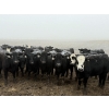 Image 1 : Shark Farms - 750# March Delivery Steers - 170 Head (Nanton, AB)