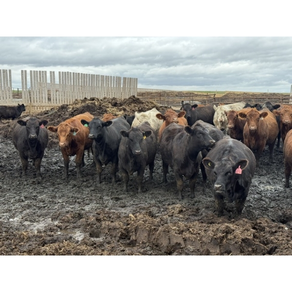 Cromer Cattle Company Inc. - 940# September Delivery Heifers - 64 Head (Cromer, MB)
