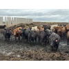 Image 1 : Cromer Cattle Company Inc. - 940# September Delivery Heifers - 64 Head (Cromer, MB)
