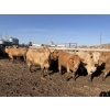 Image 3 : Williamson Farms - 1025# April Delivery Heifers - 291 Head (Bow City, AB)