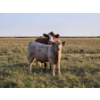 Image 6 : Bruce & Derek Christensen - 680# November Delivery Heifer Calves - 80 Head (Rainier, AB)