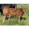 Image 4 : Leedale Farming - 700# September Delivery Steer Calves - 80 Head (Eckville, AB)