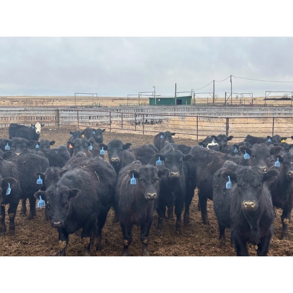 R & W Cattle Co. Ltd. - 675# April Delivery Heifers - 62 Head (Rosemary, AB)