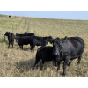 Image 9 : West Bench Colony - 540# Oct/Nov Delivery Steer Calves - 300 Head (Piapot, SK)