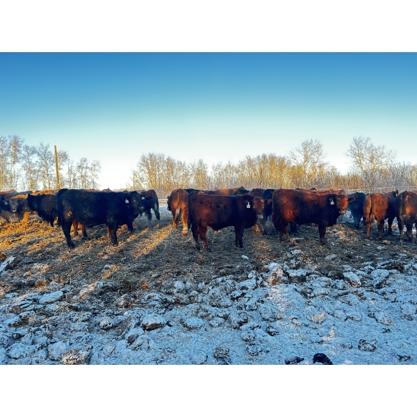 Chris Bartel - 1025# April Delivery Steers - 60 Head (Fort Vermilion, AB)